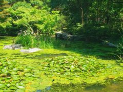 -上海滨江森林公园