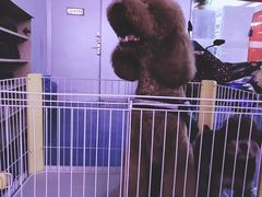 -FAELING PETS美天灵宠物(富力广场店)