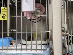 -联合动物医院(光谷诊疗中心)
