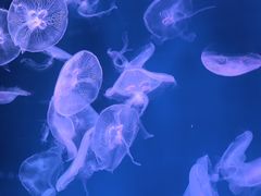 -福州罗源湾海洋世界旅游区