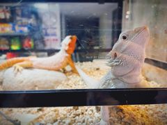 -酷以爬仙阁实体爬宠店·守宫·蜥蜴·专业繁育