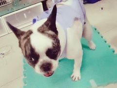 -美联众合动物医院·24h转诊中心