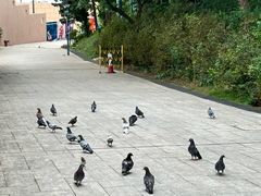 -九龙公园