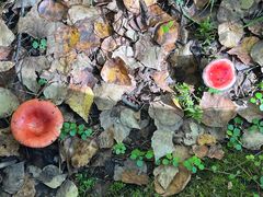 -峡谷浮石林景区