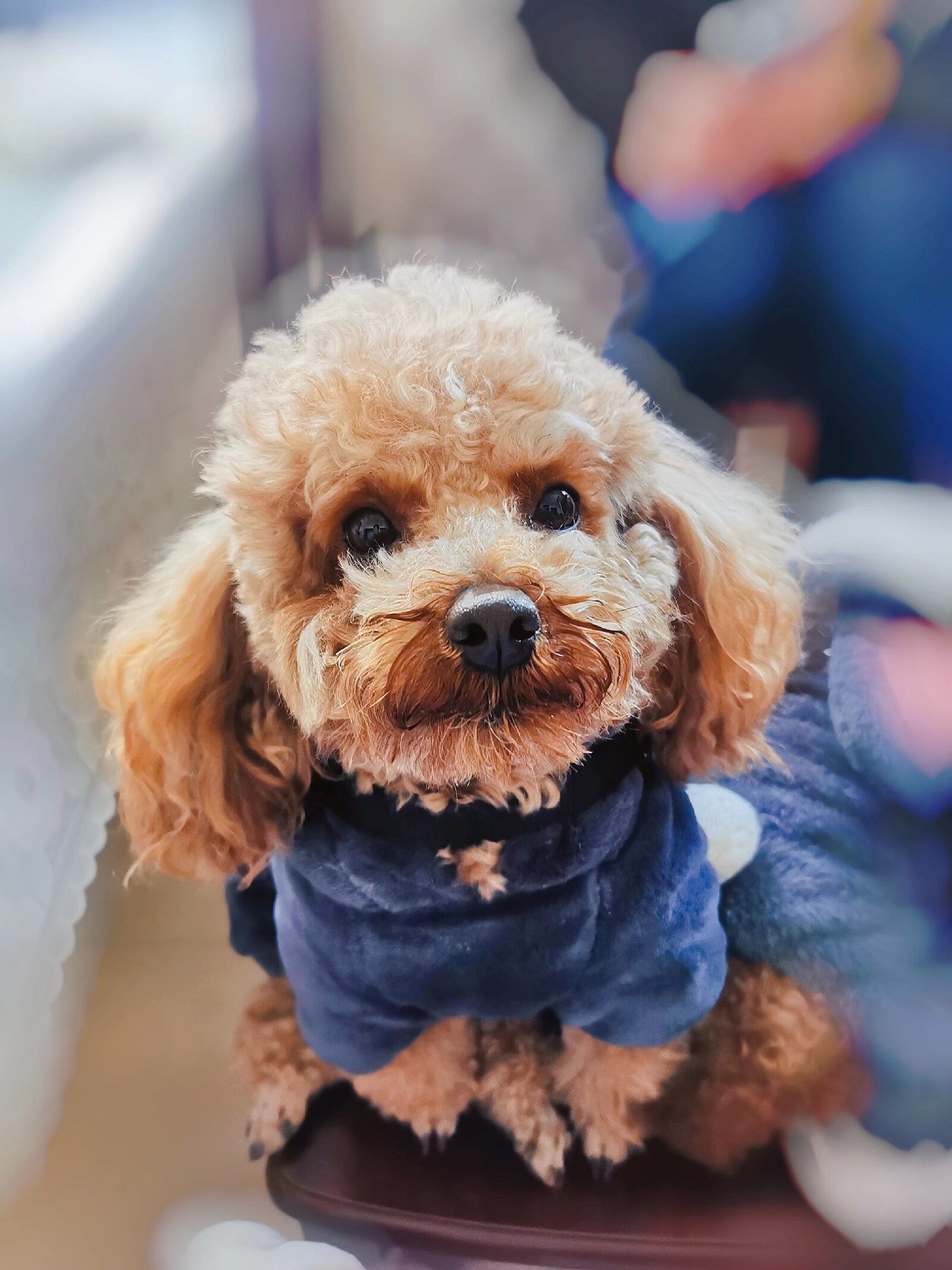 可爱的小狗狗甜甜的天天卖萌.