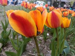 -长春公园(普阳街道)