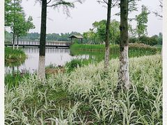 -桐乡凤凰湖