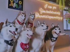 -Husky Go! 哈士奇体验馆·宠物咖啡厅狗咖