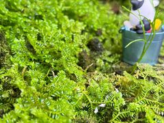 -上海辰山植物园