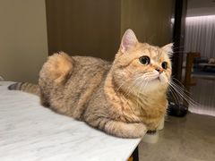 -猫大福·Fortune Cat猫舍(百子湾店)