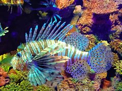 -上海海洋水族馆