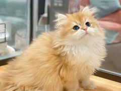 -袖虎·猫馆(体育西路店)