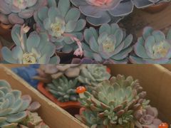 -宝鸡东道花鸟鱼虫市场(吉利花园商场店)