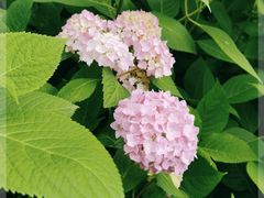 -西湖风景区-江洋畈生态公园