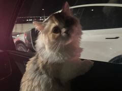 -瑞鹏宠物医院·骨科·猫科·内科(第一中心)