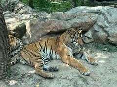 -北京野生动物园