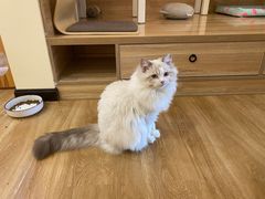-滚猫咖啡·猫咖·猫友好撸猫(未来城店)