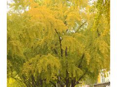 -三里屯东五街银杏大道