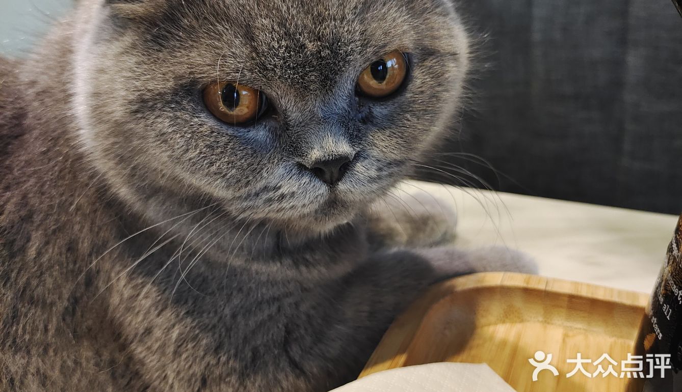 都给我去rua猫猫