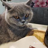 都给我去rua猫猫
