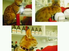 -猫色咖啡·猫咖