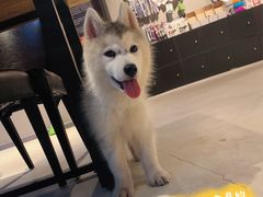 -百好乐宠物友好餐厅(朝外大街店)