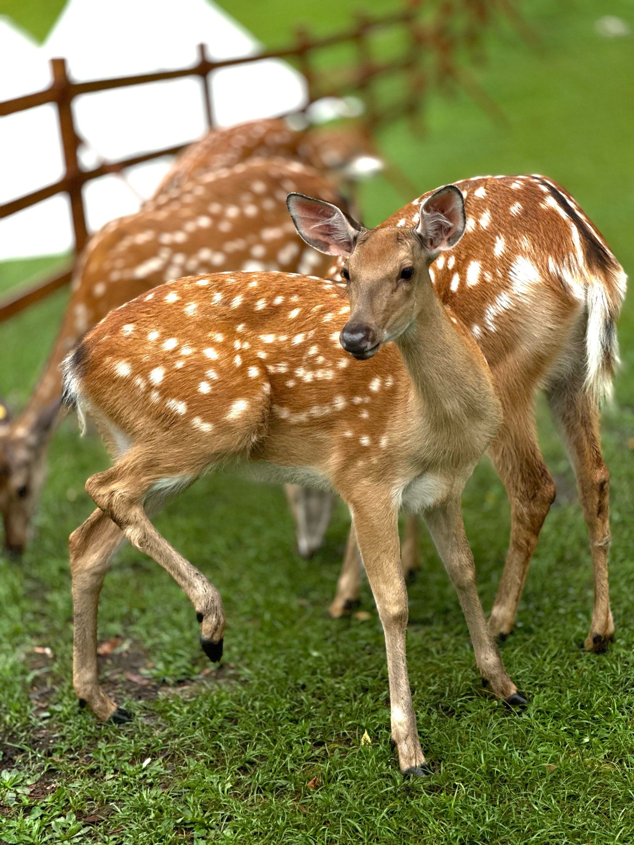 和小鹿共眠森林