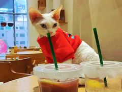 -藏猫猫咖啡主题馆(中央大道店)