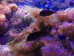 -悉尼海洋生物水族馆
