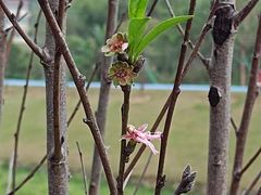 -黄埔油麻山森林公园