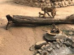 -西安秦岭野生动物园