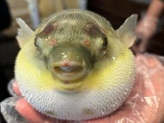-肆月河豚·新淮扬(金融街店)