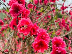 -南国桃园旅游度假区