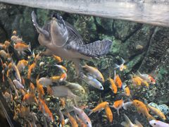 -萌宠奇缘(荣鼎店)