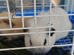 -楼上猫咖(罗湖店)