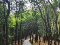 -火炉山森林公园