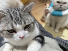 -1013 PET SHOP精品宠物商店(丁香店)