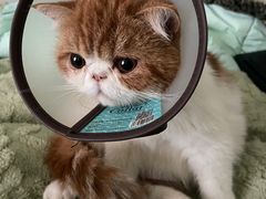 -芭比堂宠物医院·全科爱猫医院·仁德分院