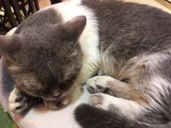 -猫色咖啡·猫咖