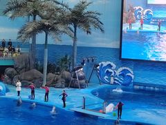 -海合安成都极地海洋公园