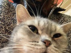 -猫色咖啡·猫咖