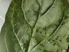 -南城十里潮汕鲜牛火锅·鲜虾生滚粥(融汇老商埠店)
