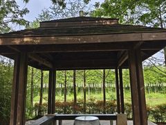 -合肥滨湖国家森林公园