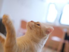 -猫腻·猫咖·撸猫馆(星光大道店)