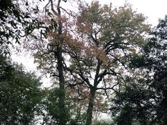 -岳麓山风景名胜区