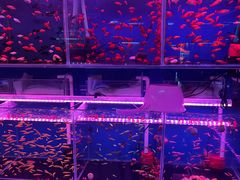 -花鸟鱼虫鲜花绿植市场(玉泉路店)