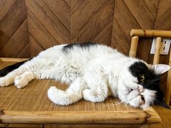 -MOCHA明星猫咖(田子坊店)