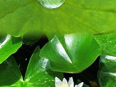 -东山雕花楼