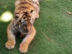 -大连森林动物园