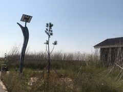 -盐城丹顶鹤湿地生态旅游区